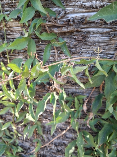 Catclaw vine