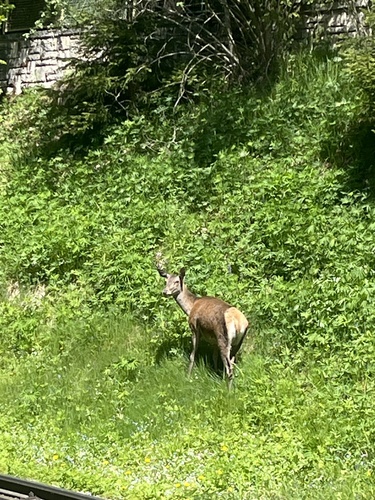 Red Deer
