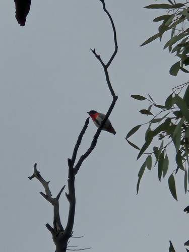 Mistletoebird