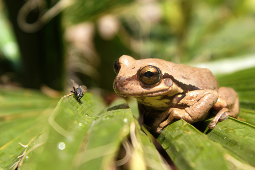 Plectrohyla bistincta · iNaturalist