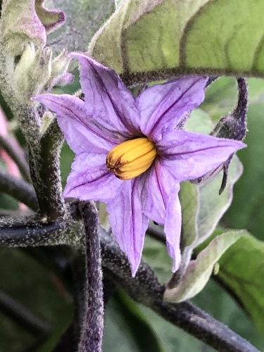 Solanum melongena L.