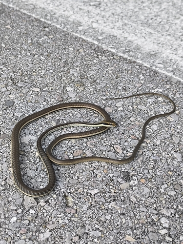 Painted Bronzeback
