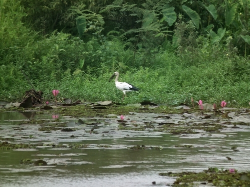 Asian Openbill