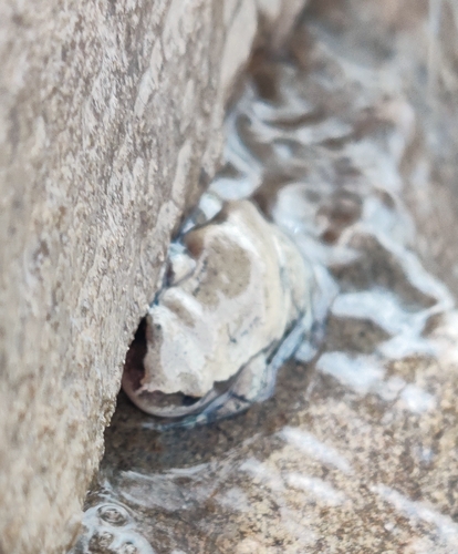 Desert Tree Frog