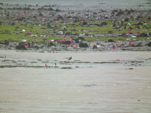 Pheasant-tailed Jacana