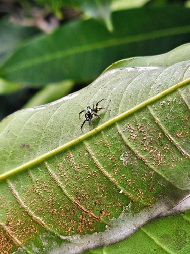 Banded Phintella