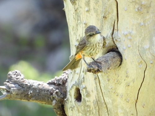 Vermilion Flycatcher