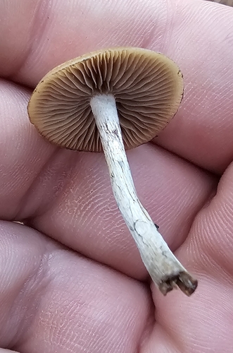 Psilocybe subaeruginosa