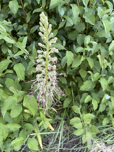 Lizard Orchid