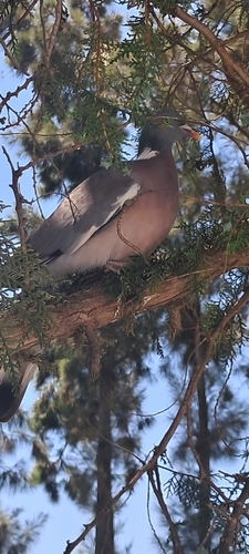 Common Wood-Pigeon