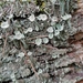 Cladonia fimbriata - Photo (c) Saulius Dragūnas, todos os direitos reservados, uploaded by Saulius Dragūnas