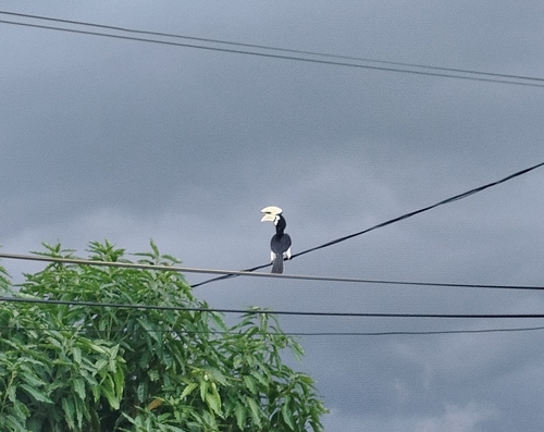 Oriental Pied Hornbill