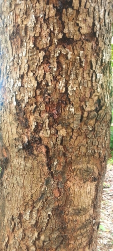 African mahogany