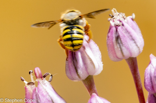 Oblong Woolcarder Bee