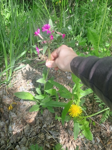 red campion