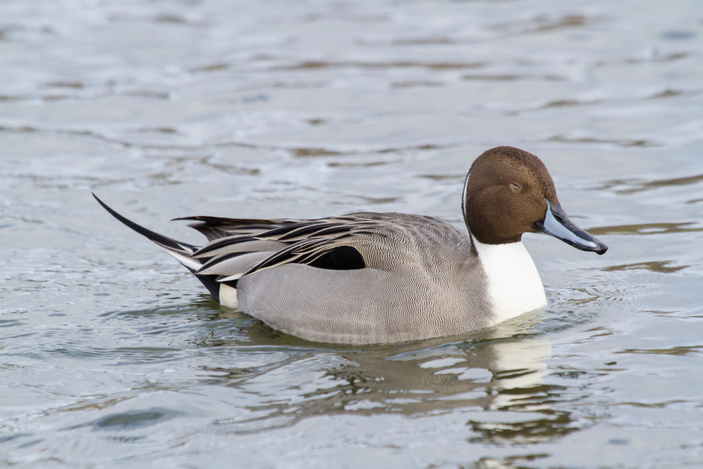 고방오리 from St. Johns, Newfoundland and Labrador, Canada... Johns, Newfoundland 1 January, 2013 · iNaturalist 고방오리... 
