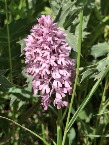 pyramidal orchid