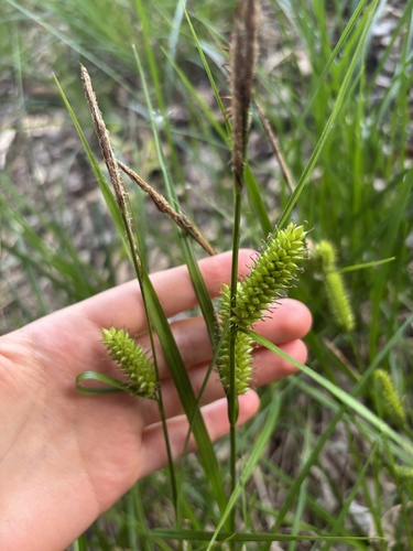 inflated sedge