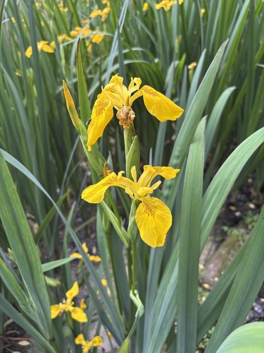 Yellow Iris