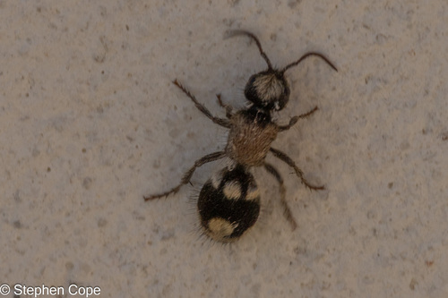 Ronisia ghilianii