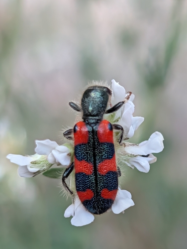 Trichodes leucopsideus