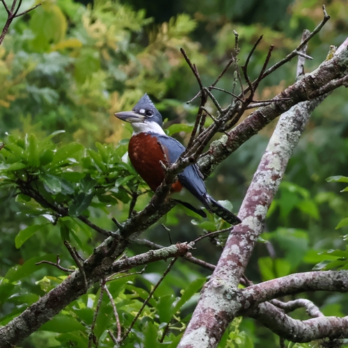 Ringed Kingfisher