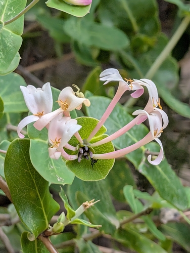 Mediterranean Honeysuckle