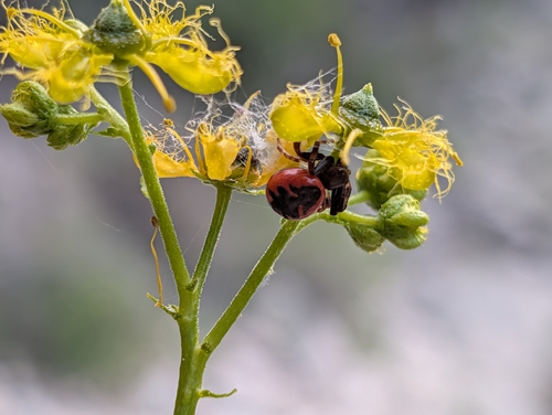Napoleon Spider