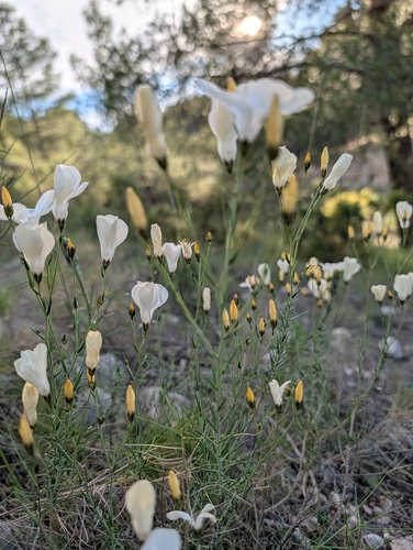 White Flax