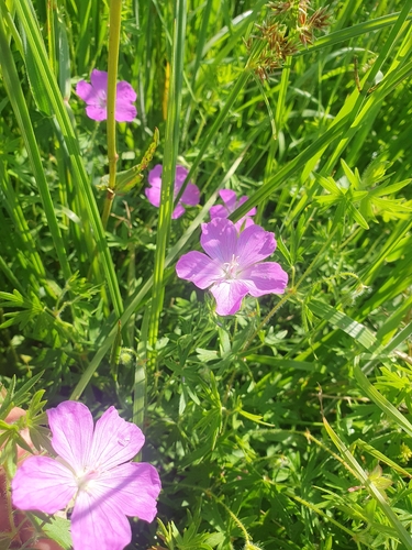 Bloody Crane's-bill