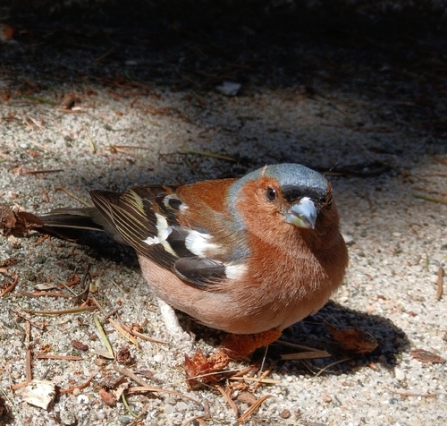 Common Chaffinch