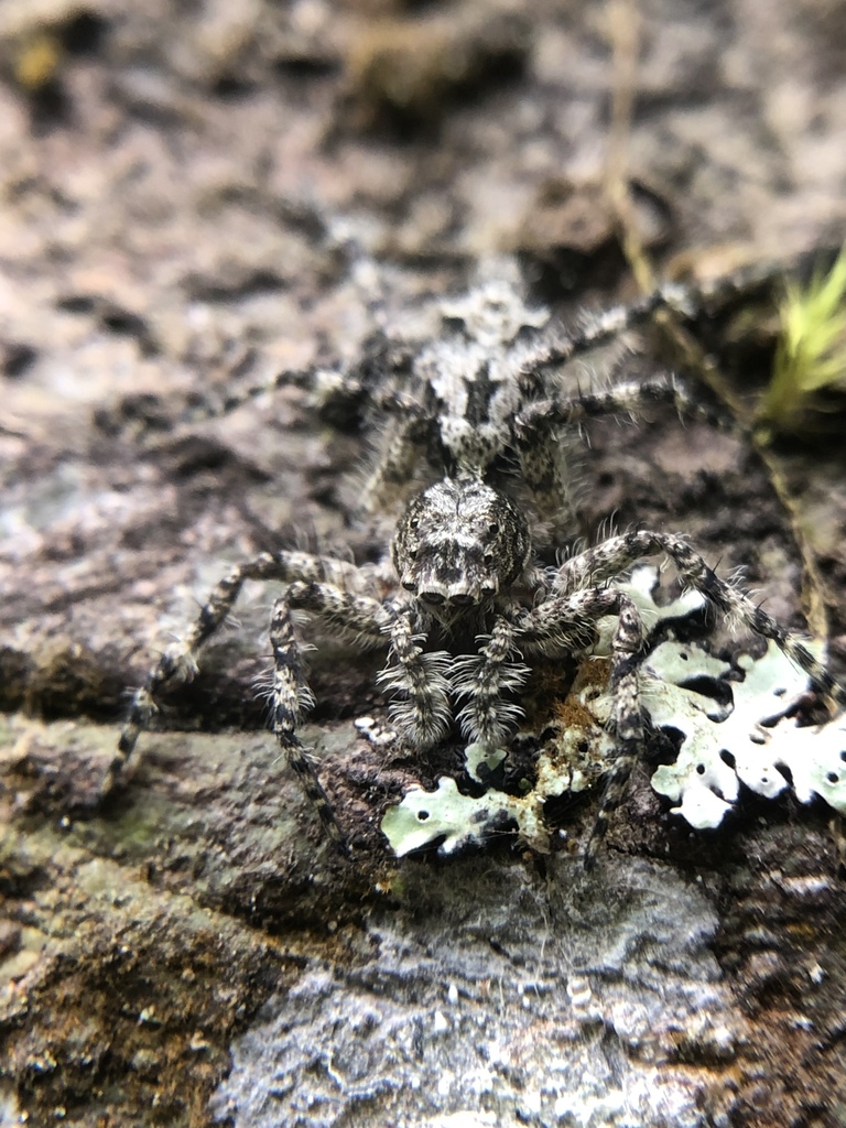 Phaeacius from 福山植物園, 烏來區, TW on April 10, 2020 at 0116 PM by creek