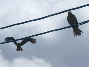 Black-eared Kite