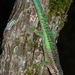 Réunion Day Gecko - Photo (c) Emmanuel Van Heygen, all rights reserved, uploaded by Emmanuel Van Heygen