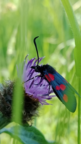 Five-spot Burnet