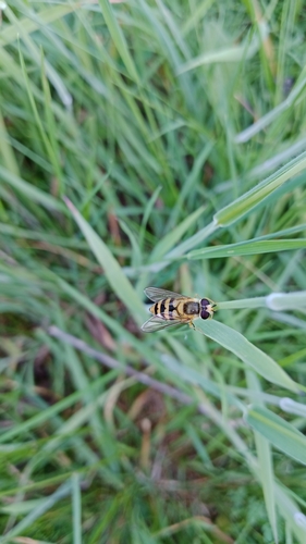 Epistrophe diaphana