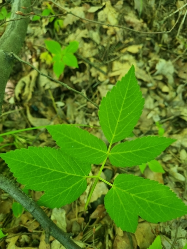 Goutweed