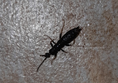 Ctenisolabis fletcheri