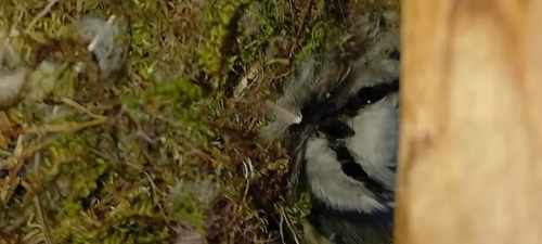 Eurasian Blue Tit