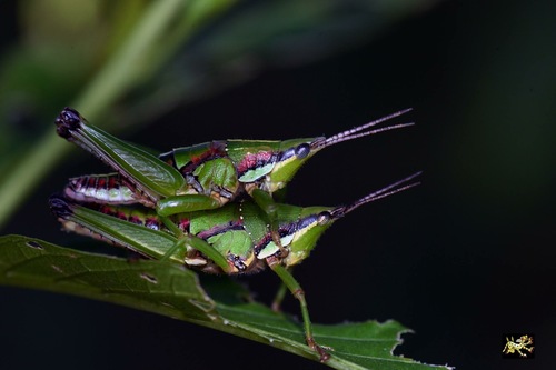 Sphenarium histrio