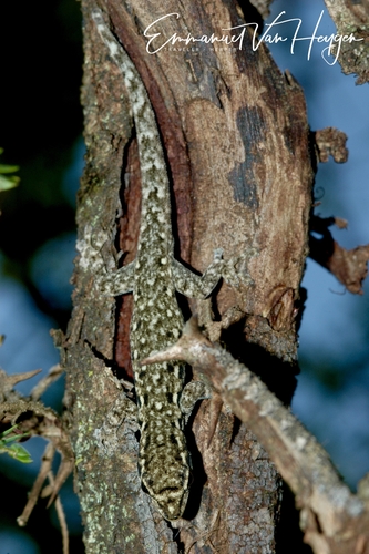 Chevron-throated dwarf gecko