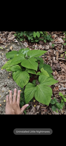 Typhonium trilobatum