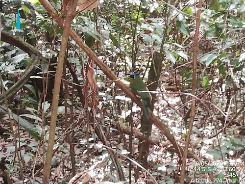 Amazonian Motmot