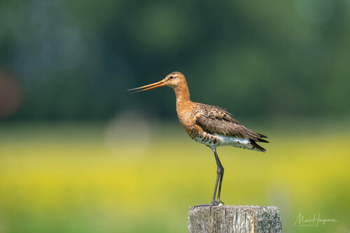 Black-tailed Godwit