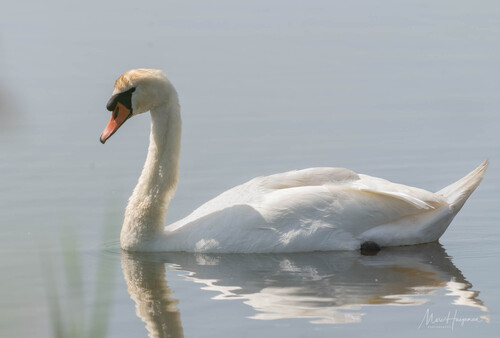 Mute Swan
