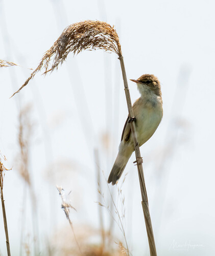 Common Reed Warbler