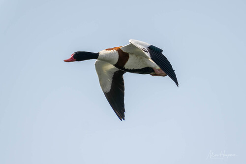 Common Shelduck