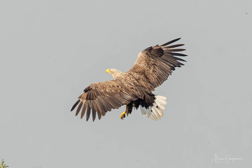 White-tailed Eagle