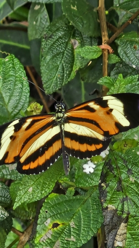 Ethilia Longwing