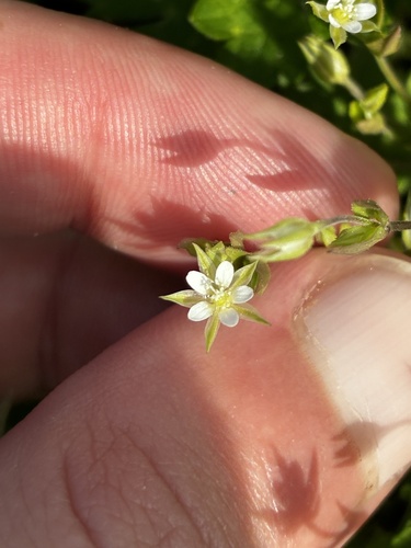 Thyme-leaved Sandwort